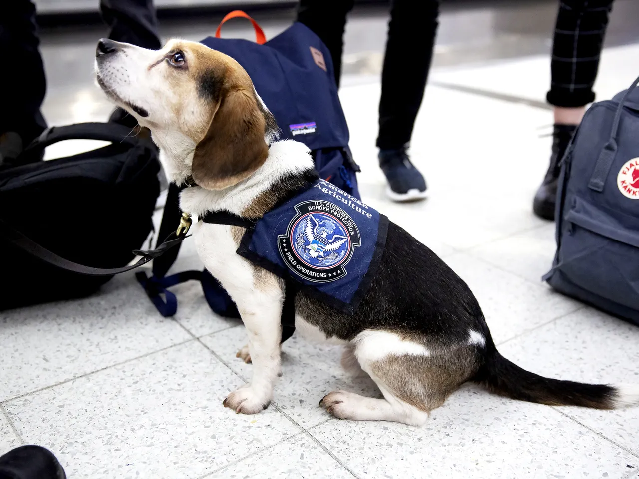 Department-of-Agriculture-Beagle