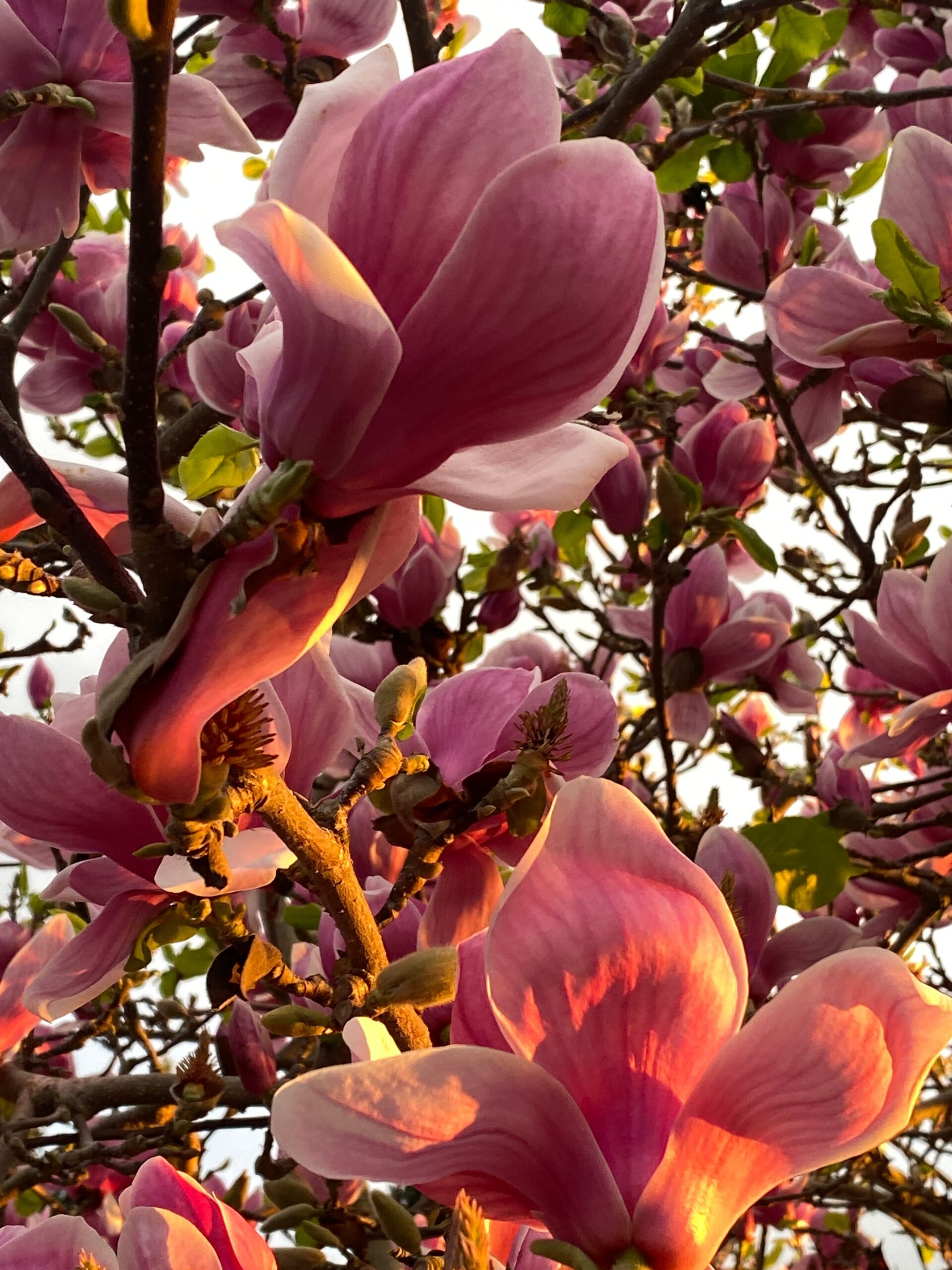 magnolias