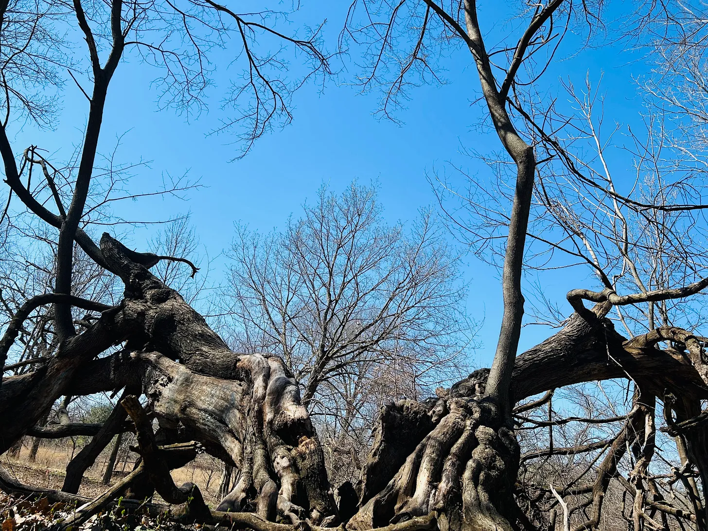 old tree with new growth