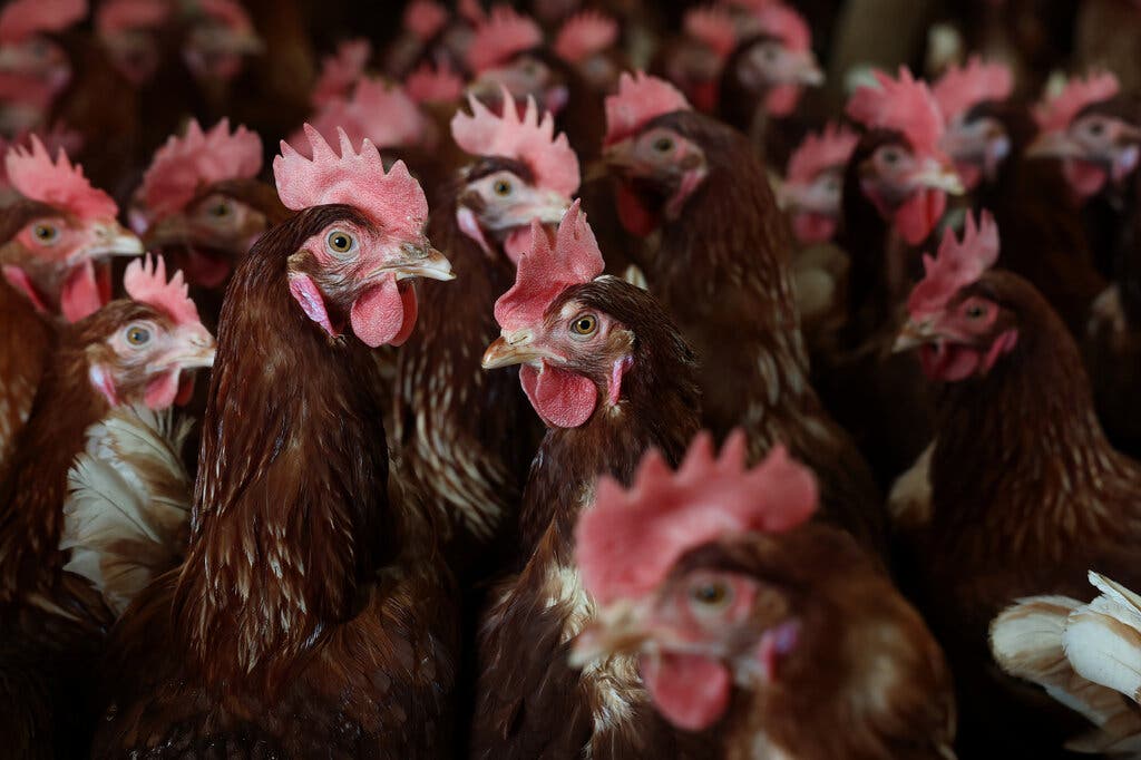 poultry