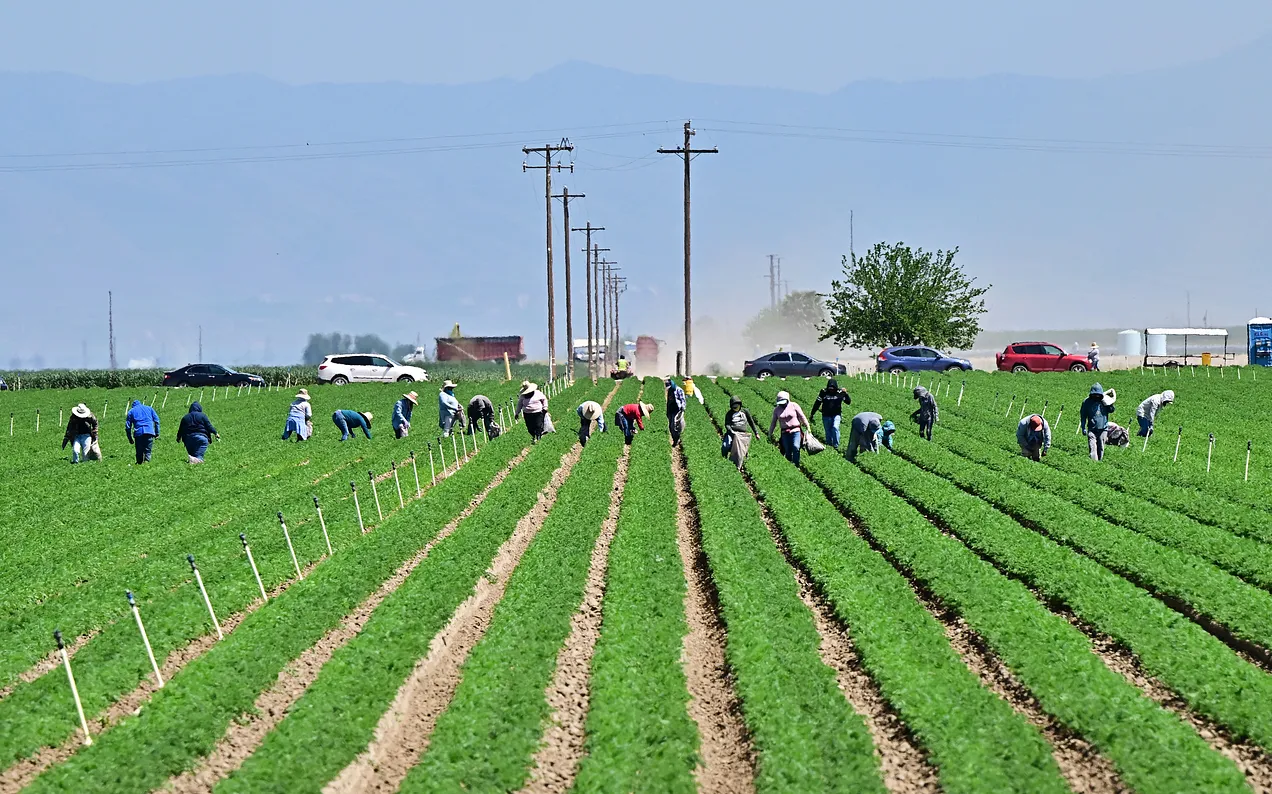 Farm workers labor in the fields south of Bakersfield, in Kern County, ''California’s breadbasket,'' on April 9, 2025