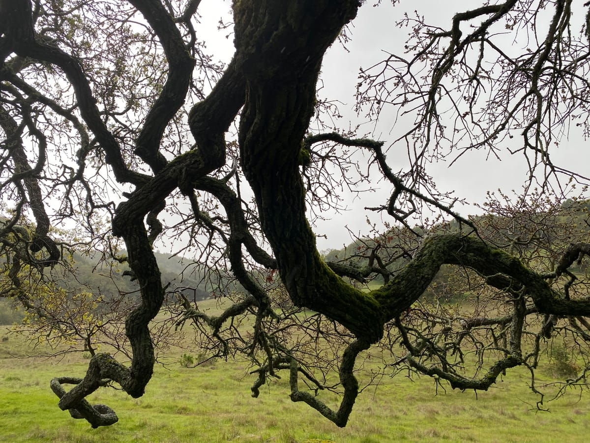 Oak boughs in spring, Olompali State Park, Novato, CA