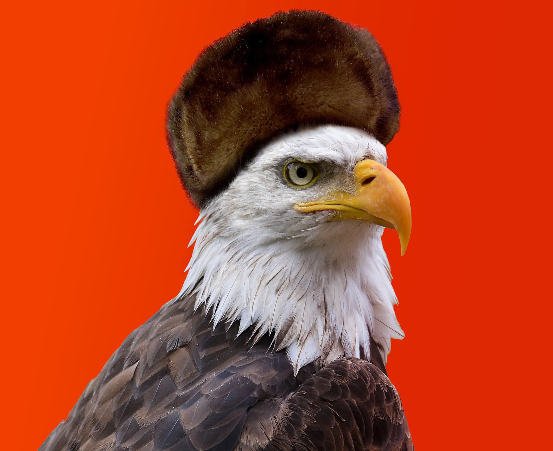 capped eagle