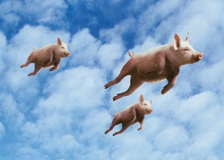 flying pigs flying pigs