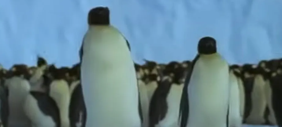 penguins