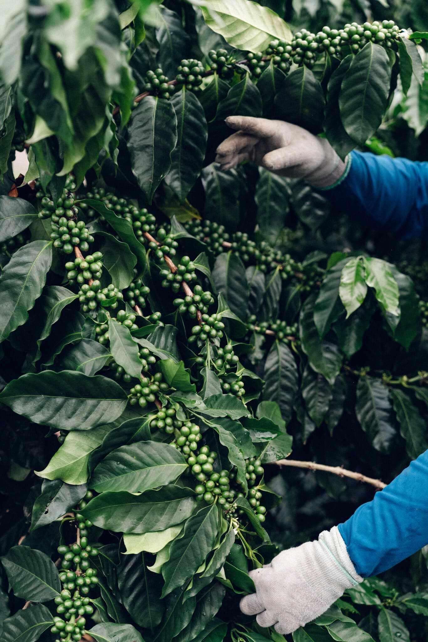 Kona coffee plants