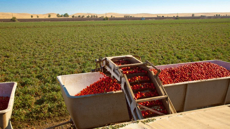 havesting tomatoes in Central Valley CA