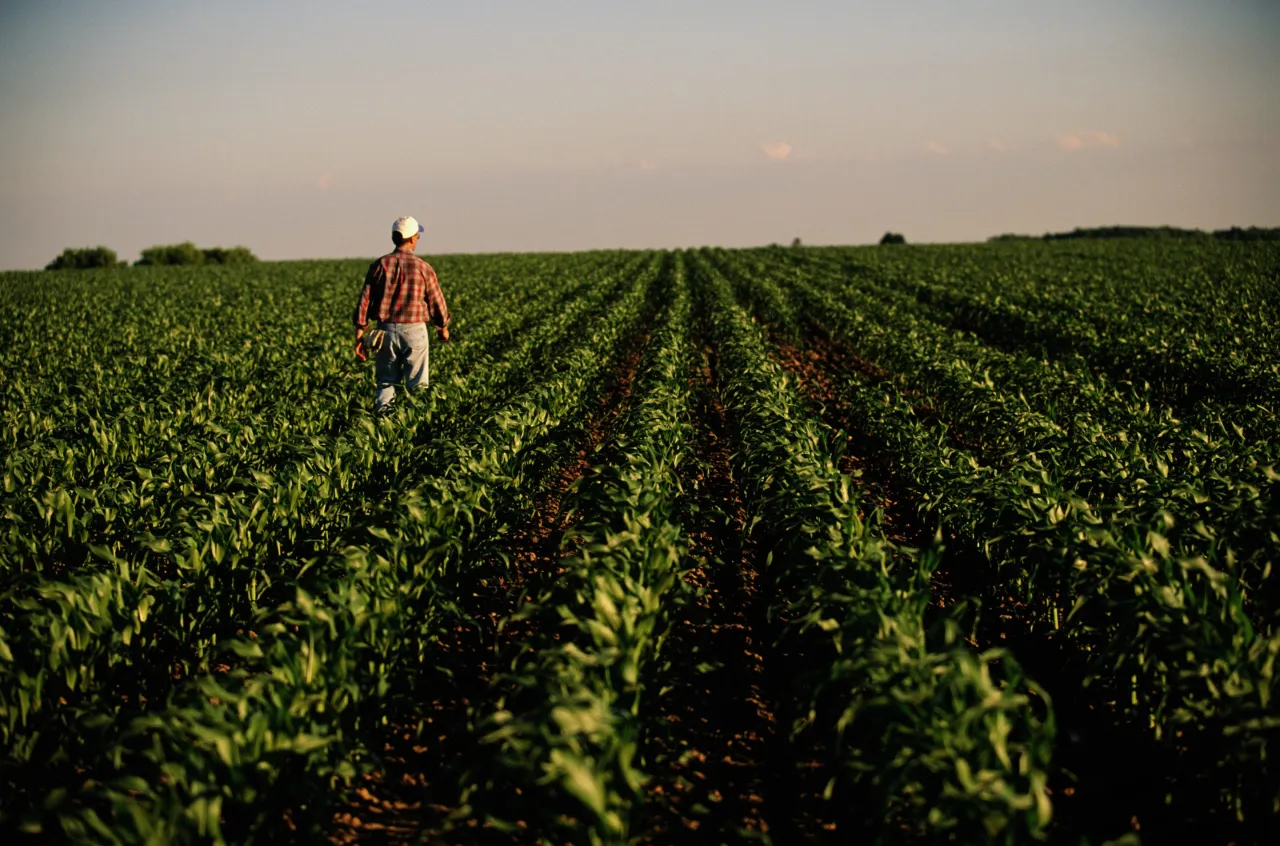 Corn prices have plunged more than 50% since peaking in 2022.