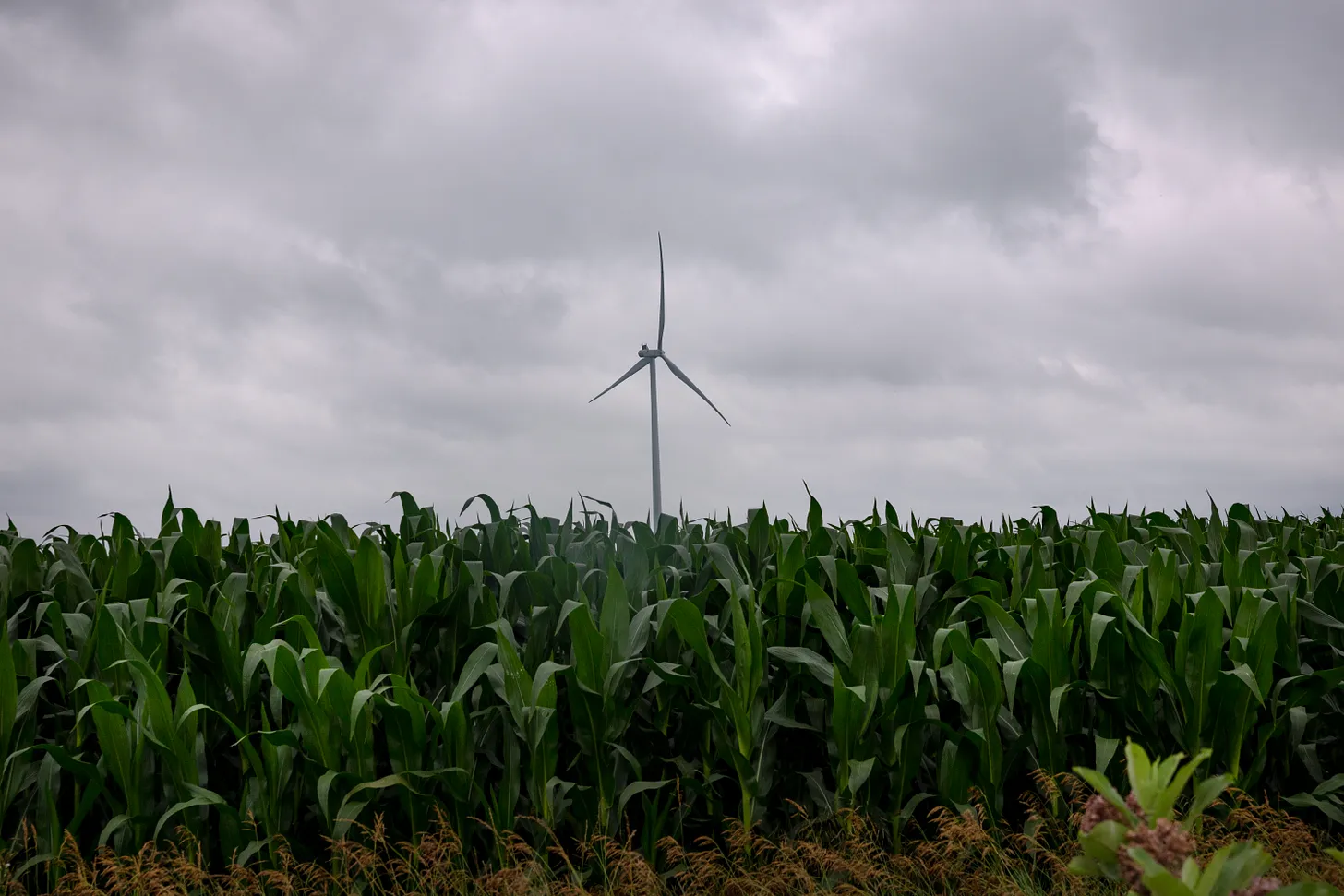 A power-generating wind turbine towers over the rural landscape in July 2025 near Pomeroy, Iowa. The Republican “Big Beautiful Bill” eliminated tax credits that have helped to spur the growth of wind and solar energy production. (Iowa has more wind turbines than any other state but Texas, which is more than four times its geographic size.) (Photo by Scott Olson/Getty Images) A power-generating wind turbine towers over the rural landscape in July 2025 near Pomeroy, Iowa. The Republican “Big Beautiful Bill” eliminated tax credits that have helped to spur the growth of wind and solar energy production. (Iowa has more wind turbines than any other state but Texas, which is more than four times its geographic size.) (Photo by Scott Olson/Getty Images)