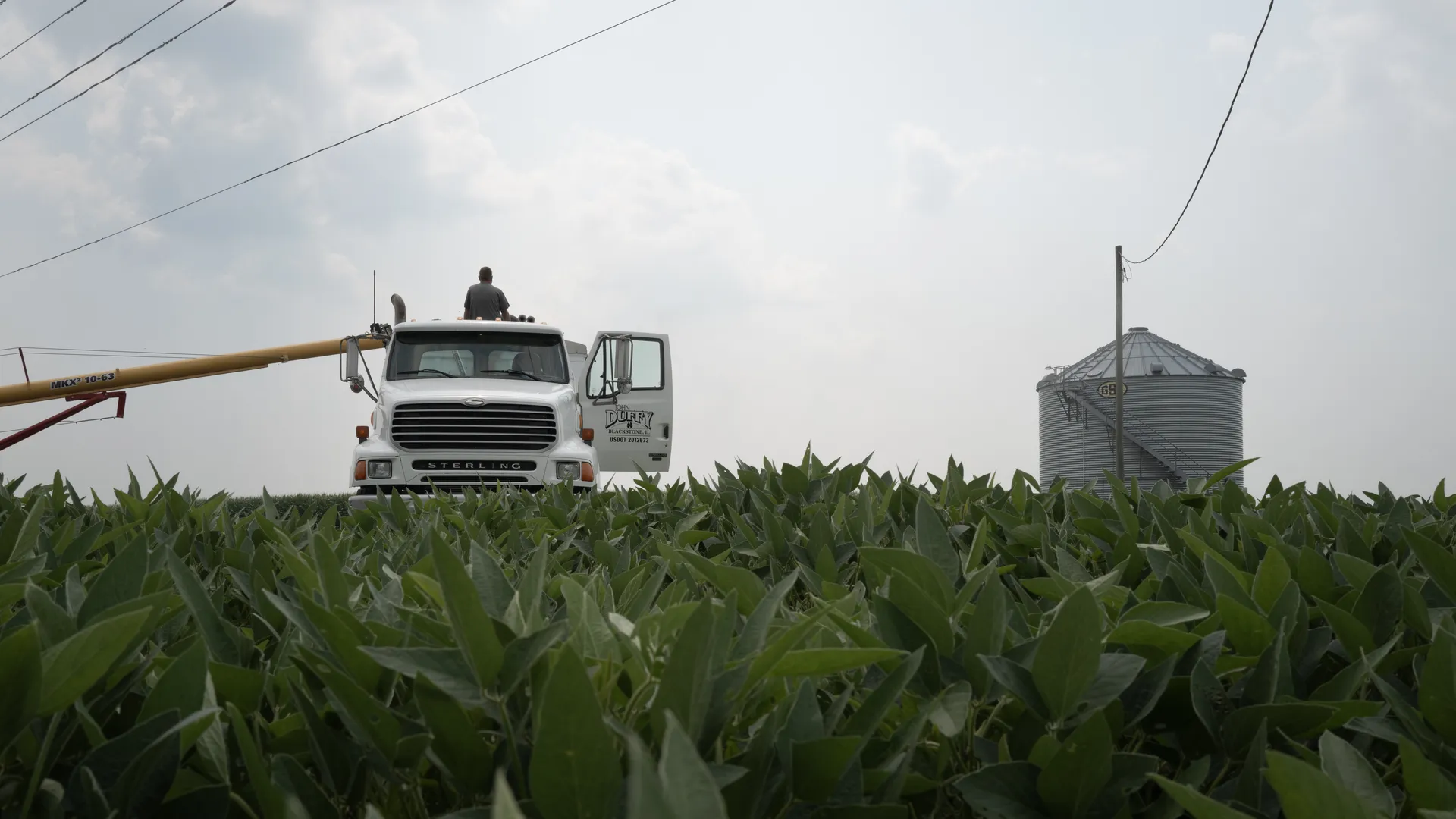 A soybean farm in Dwight, Illinois. Photo: Scott Olson/Getty Images