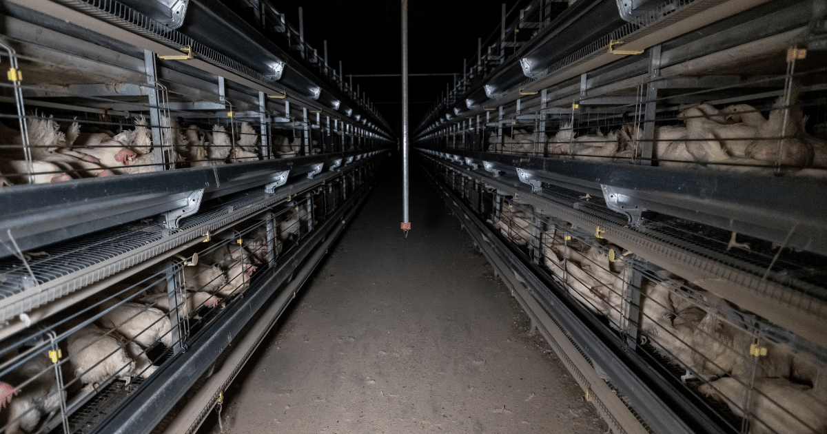 Concentrated Animal Feeding Operation Concentrated Animal Feeding Operation