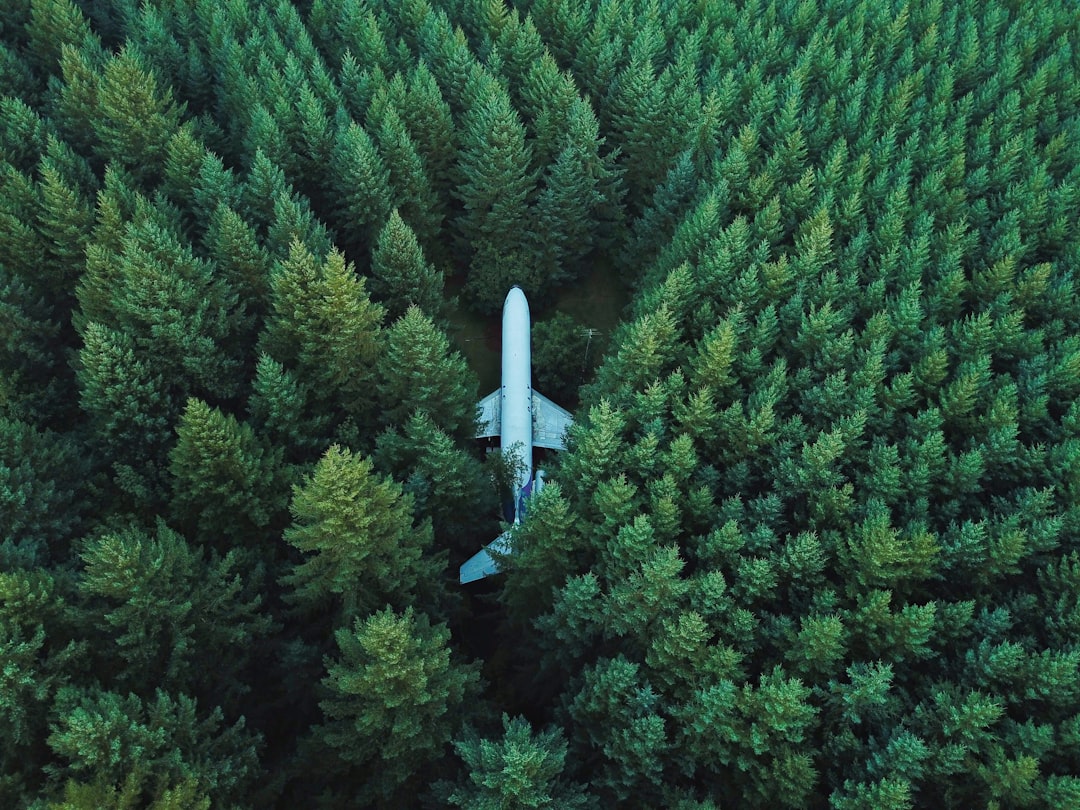 airplane on ground surrounded by trees