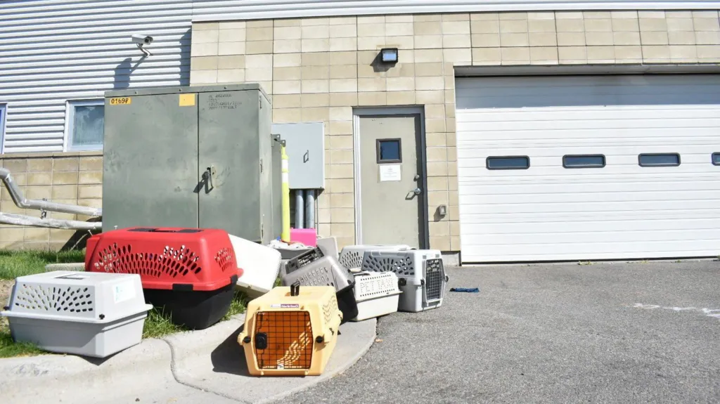Animals were taken outside as smoke filled Yellowstone Valley Animal Shelter on Wednesday