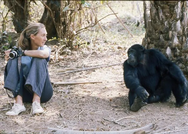 Jane Goodall and chimp
