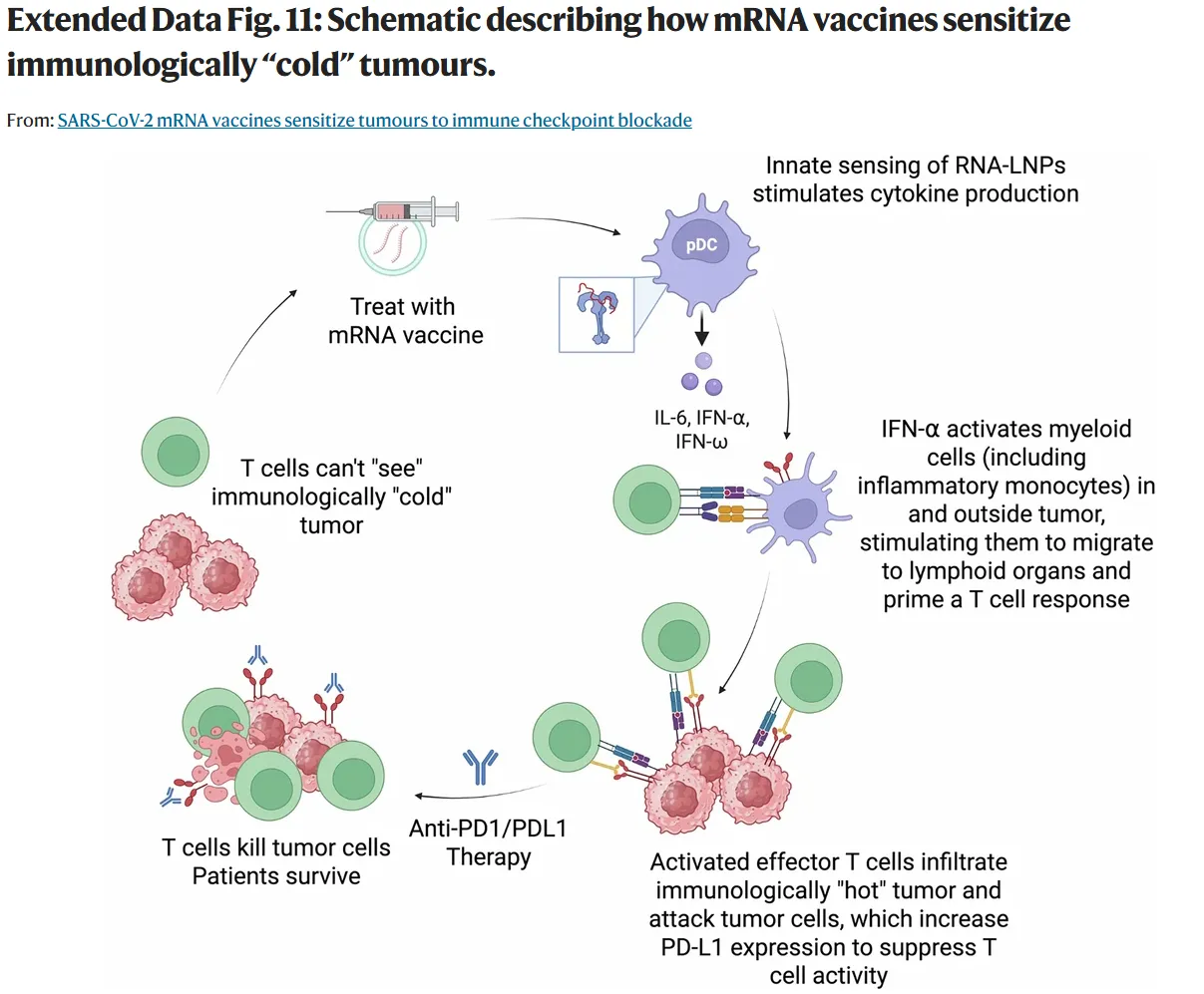 Schematic describing how mRNA vaccines sensitize immunologically “cold” tumours.