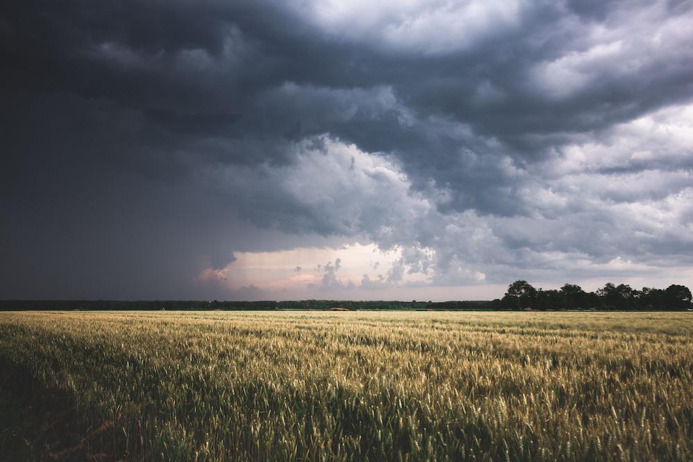 crop-ready-for-harvest