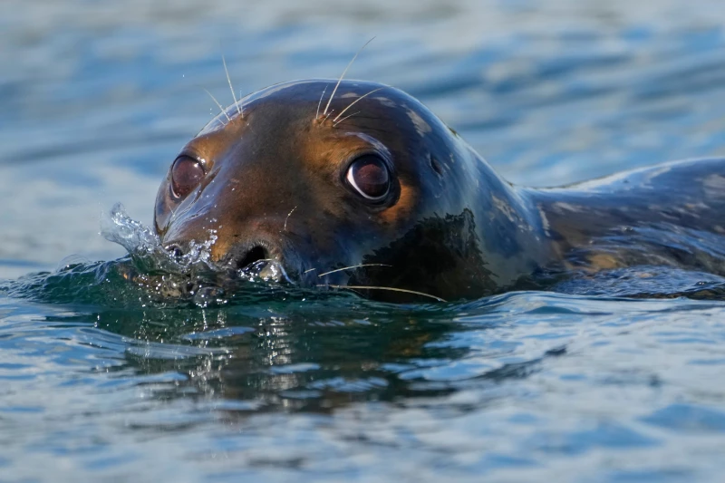 gray seal