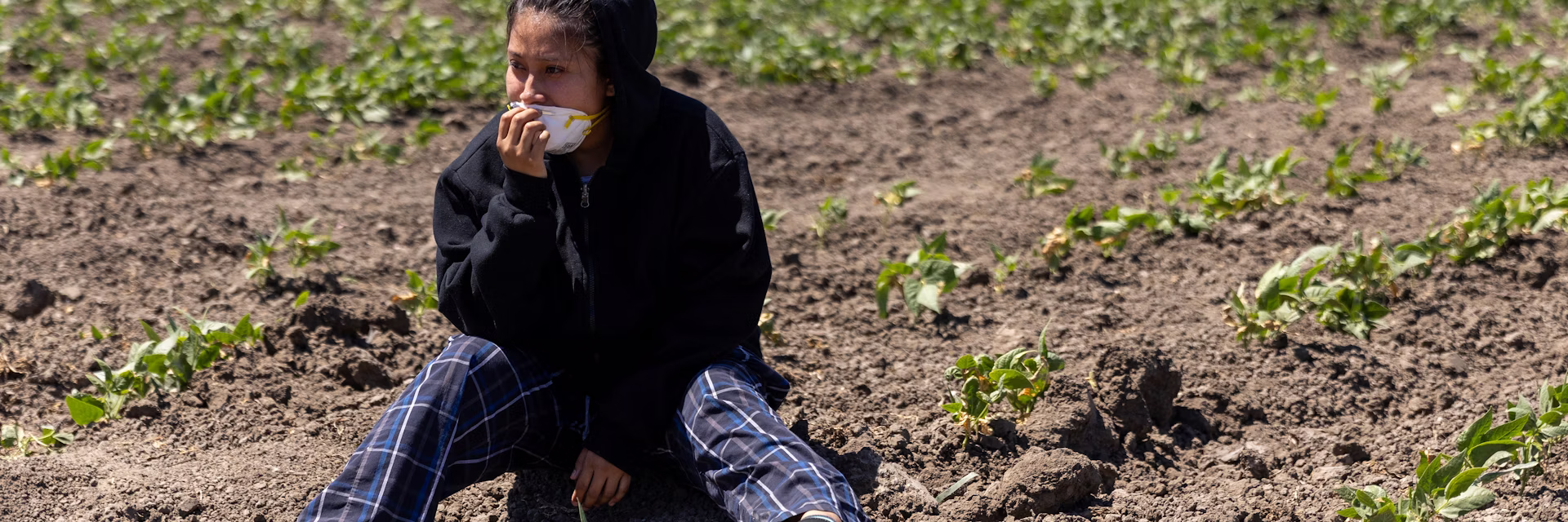 A person sits in a field of crops after a raid by U.S. immigration agents. Blake Fagan/AFP via Getty Images