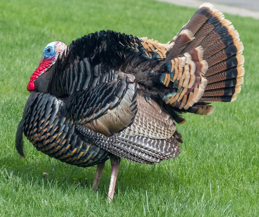 unpardoned turkey - William Stark on Unsplash