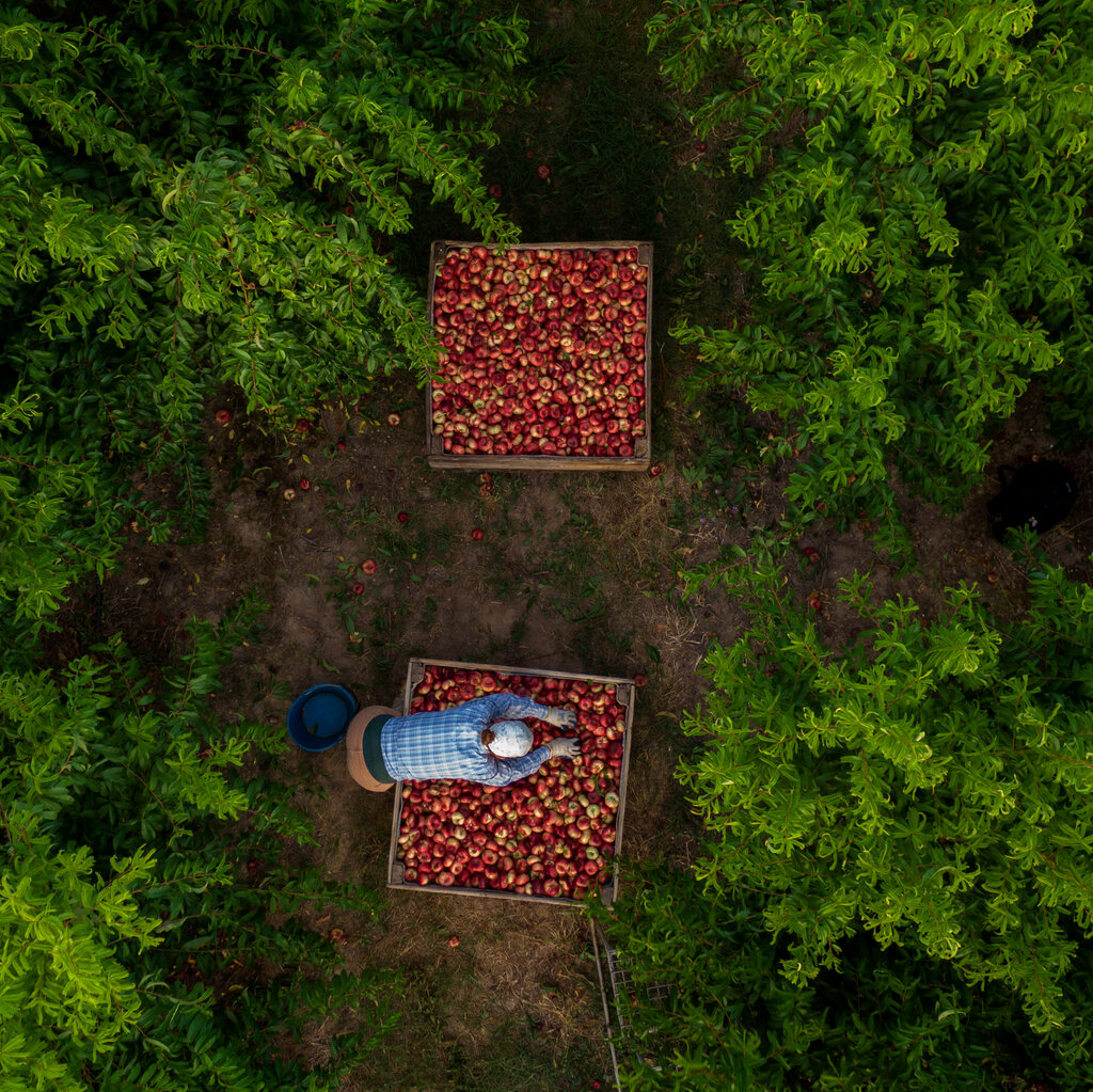 Harvesting nectarines in Spain. Emilio Morenatti/Associated Press