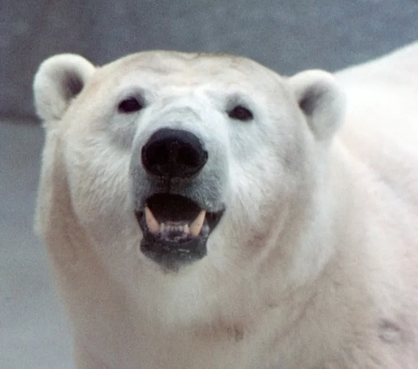 envoy from Greenland