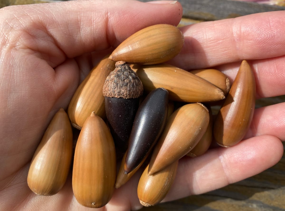 My left hand holding a future forest felt