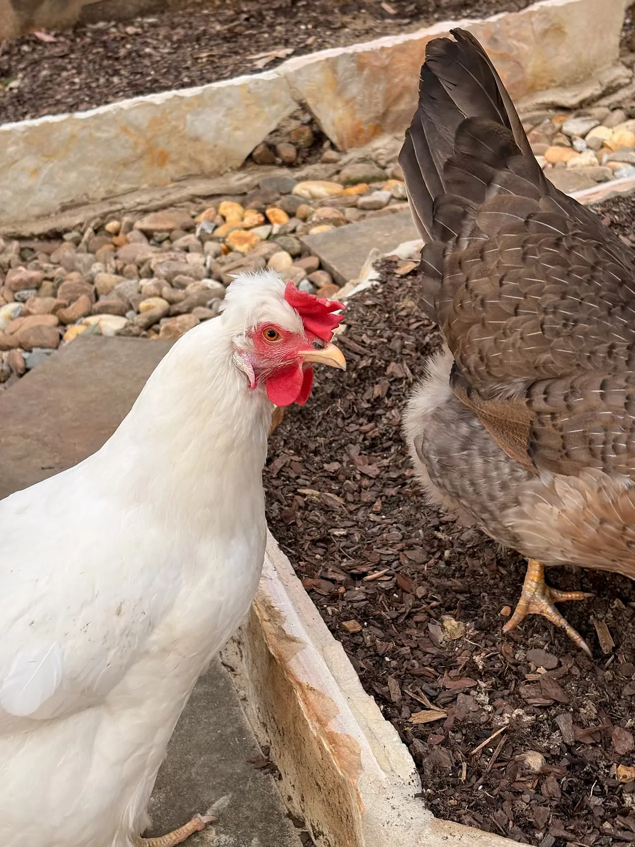 Toot not only has amazing side eye, but she can also convince you she hasn’t had her fair share of the treats when in fact, she’s eaten most of them.