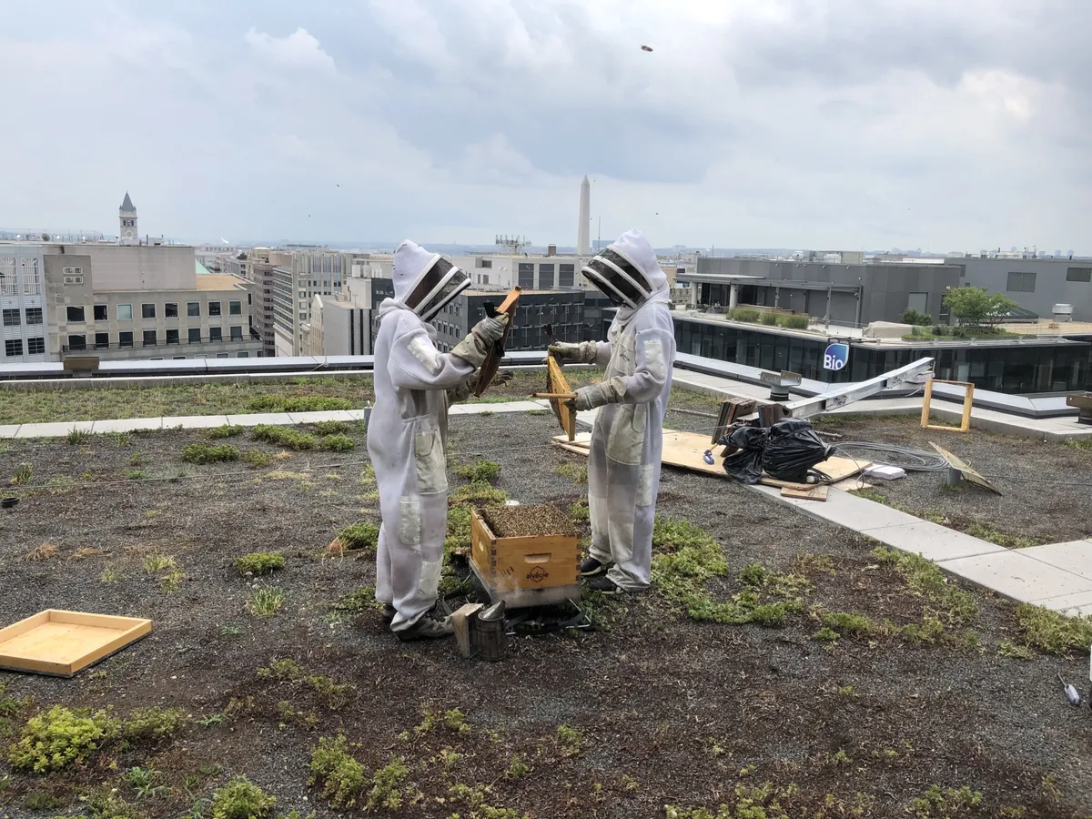 Alvéole workers harvesting honey from a DC rooftop.Photographer: David Dudley/Bloomberg CityLab