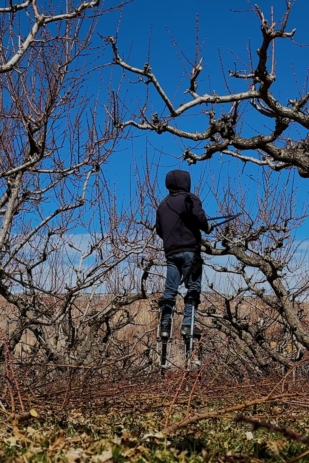 The Trump administration has changed the criteria of the H-2A agriculture visa program to increase the influx of foreign workers into a flagging labor supply.Credit...Rachel Woolf For The New York Times