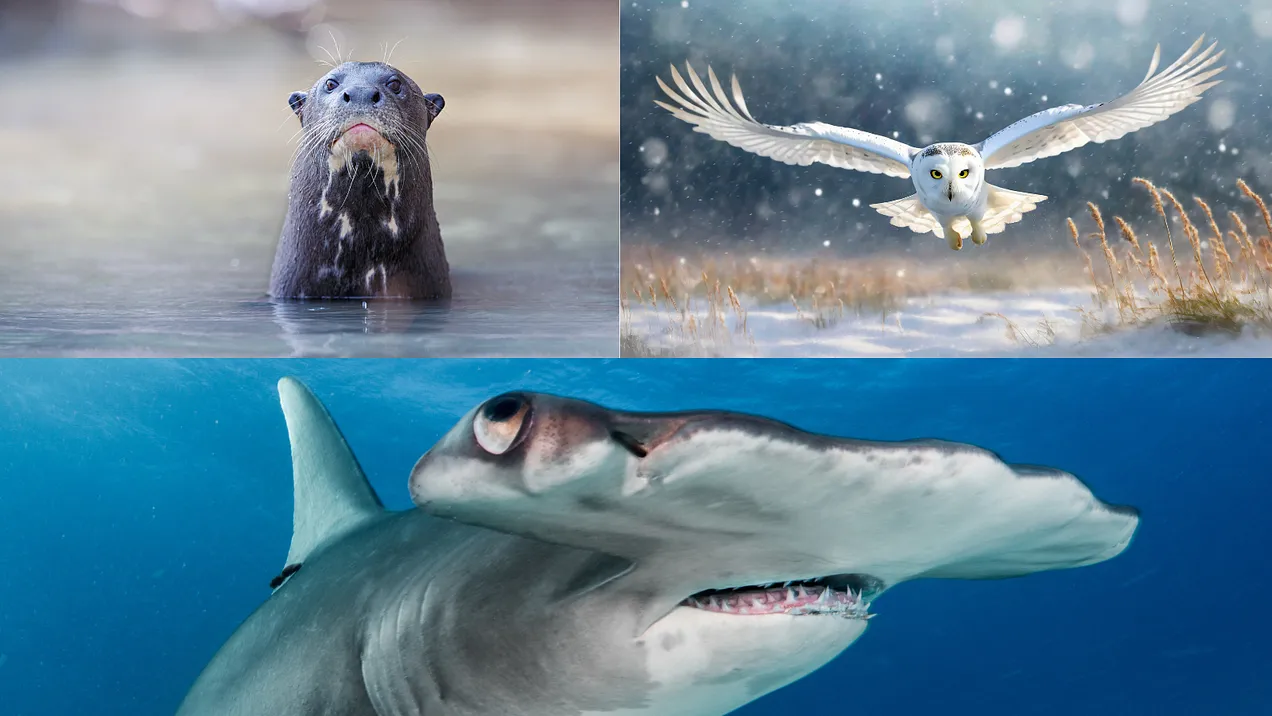 Giant otters, snowy owls, hammerhead sharks