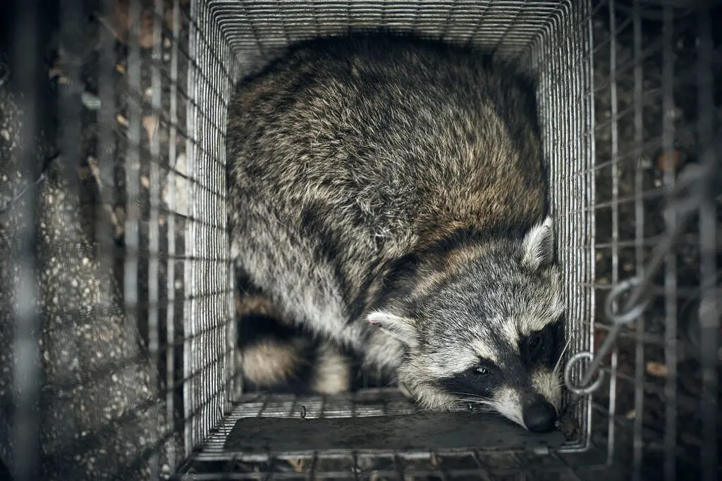 Though fewer than five Americans are diagnosed with rabies each year, testing remains important because the virus, which infects animals like raccoons, bats and skunks, is nearly always fatal if not treated promptly.Credit...Andres Kudacki for The New York Times