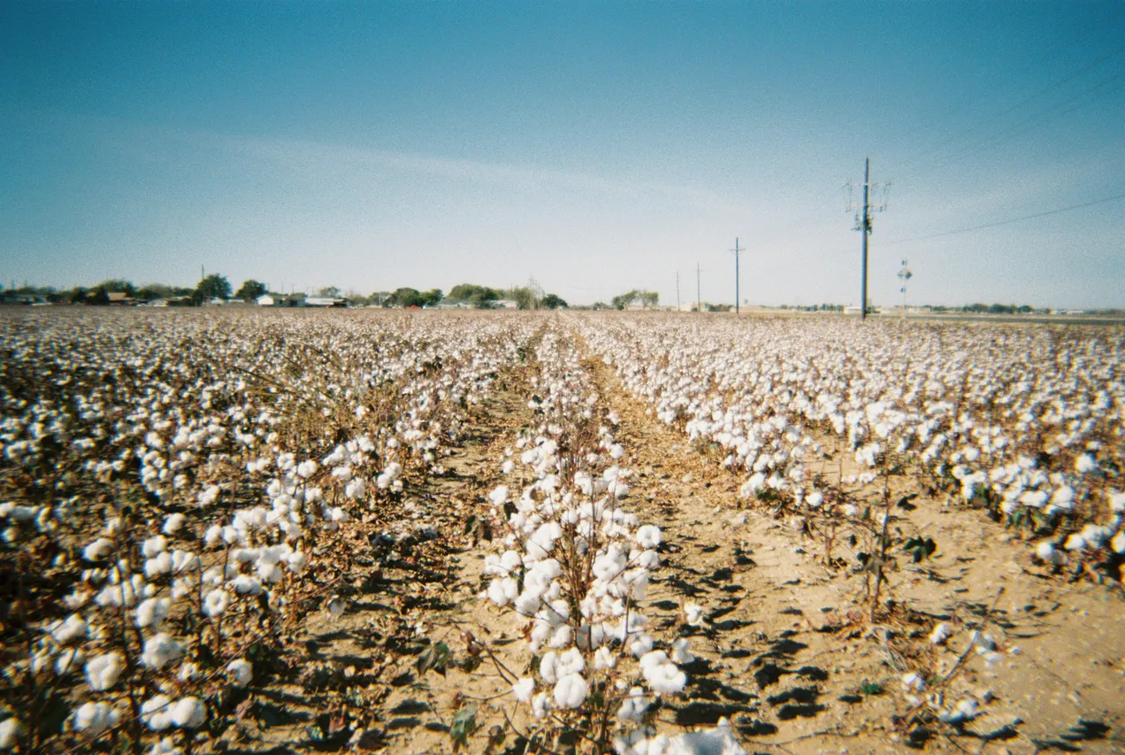 cotton field photo by Emma Dau on Unsplash