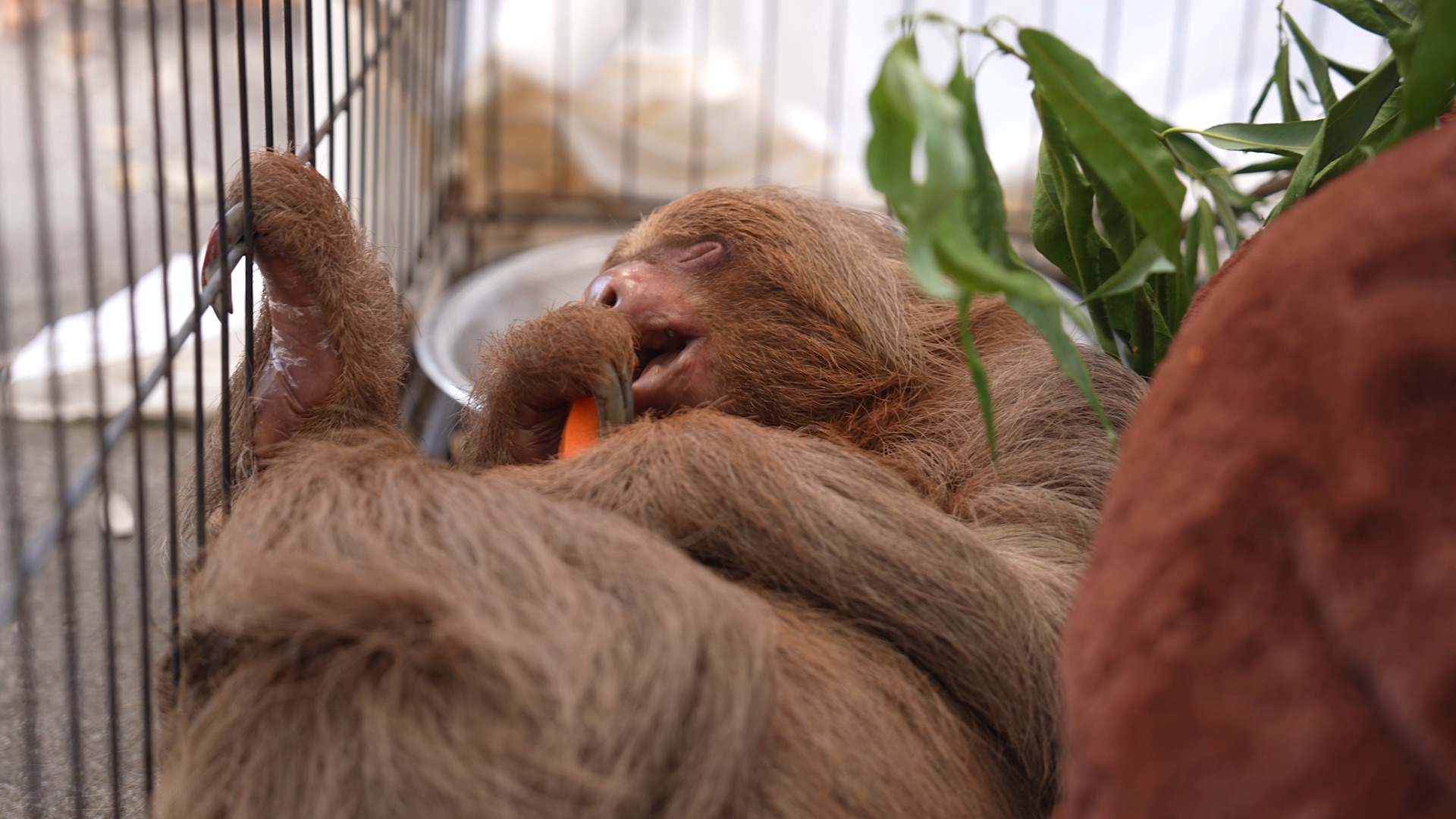 The Central Florida Zoo & Botanical Gardens announced Wednesday that Bandit, a sloth transferred from Sloth World, had died. Credit: Central Florida Zoo & Botanical Gardens