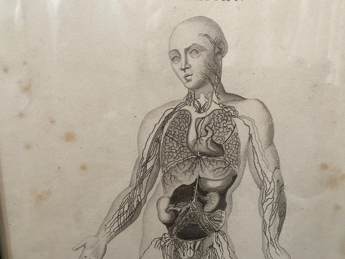 drawing of human interior organs
