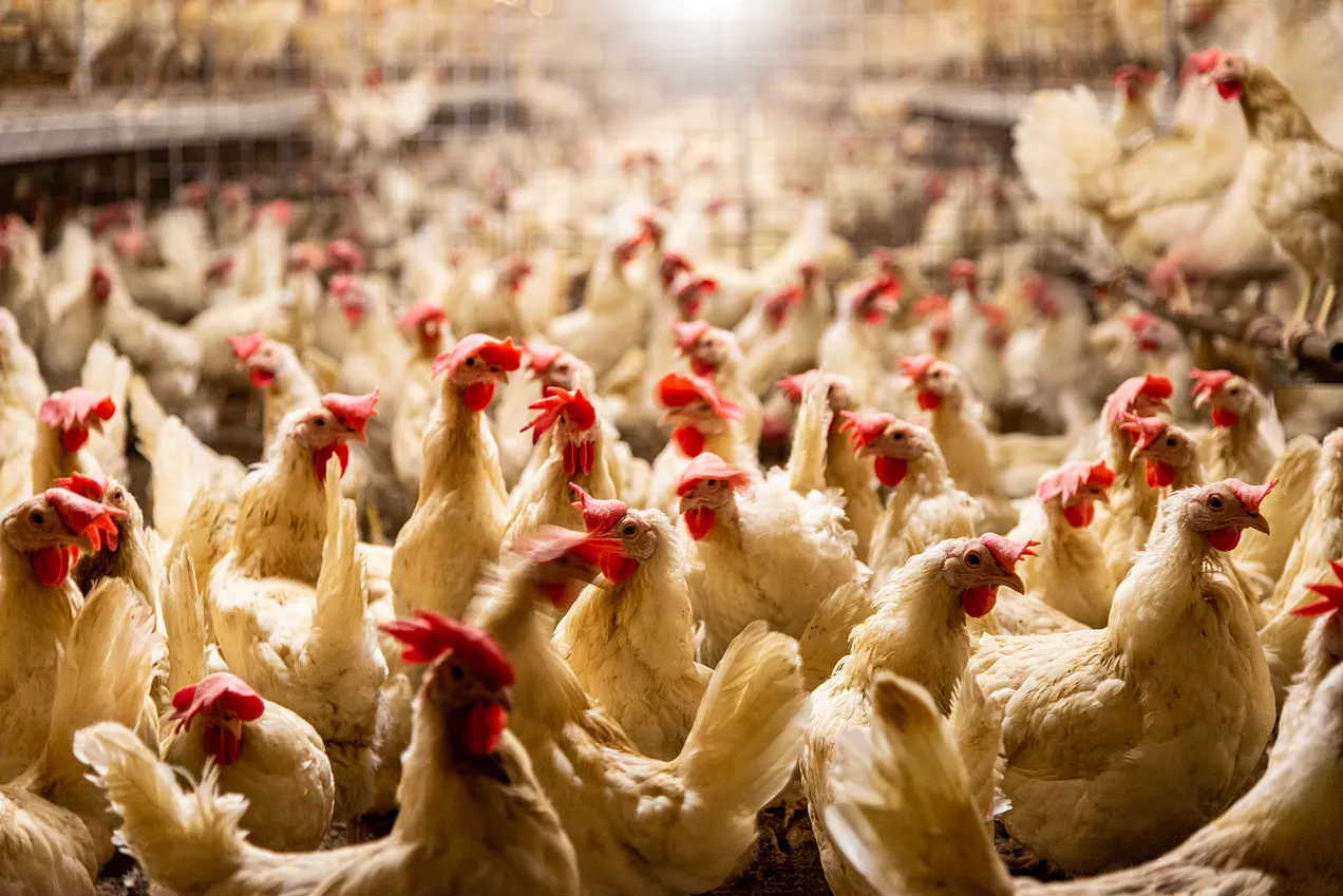 poultry to be processed