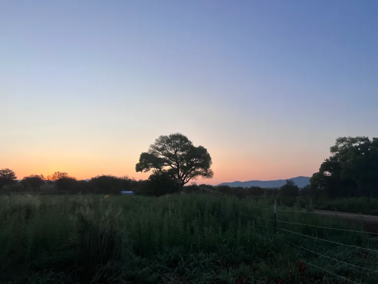 A view of the sunrise over a cottonwood tree where locals are protesting Trump’s border wall in Lochiel, Ariz., on Aug. 10, 2026. Photo: John Washington A view of the sunrise over a cottonwood tree where locals are protesting Trump’s border wall in Lochiel, Ariz., on Aug. 10, 2026. Photo: John Washington