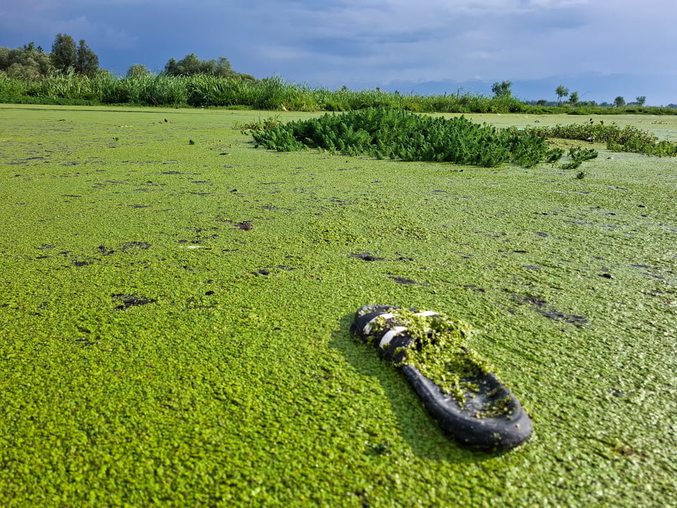 A close-up view of Anchar Lake in Srinagar, where dense algal growth and floating waste highlight the worsening pollution. (Umer Farooq Zargar for The Xylom)