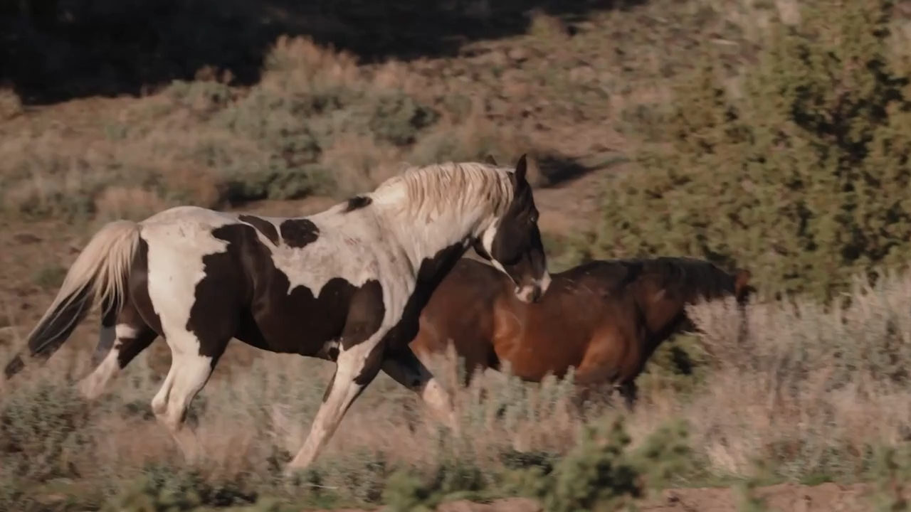 About 73,000 wild horses roam federal public lands in the American West.