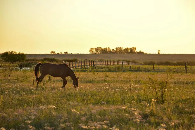 Freedom Acres Ranch Photo by Juan I. Riera on Unsplash