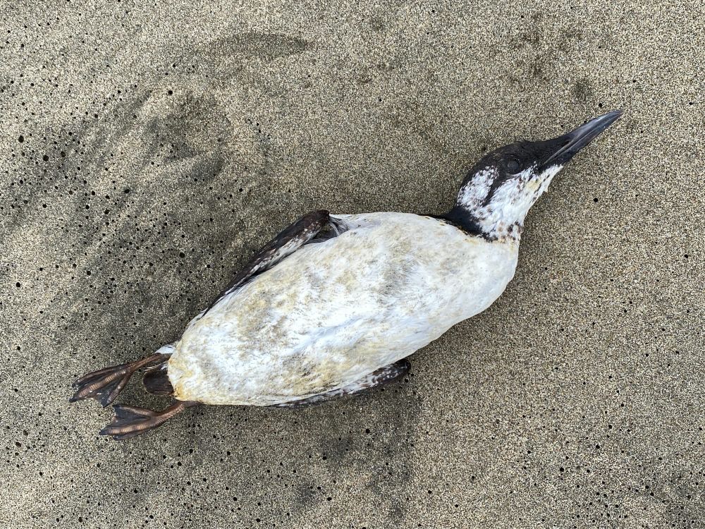 dead murre dead murre