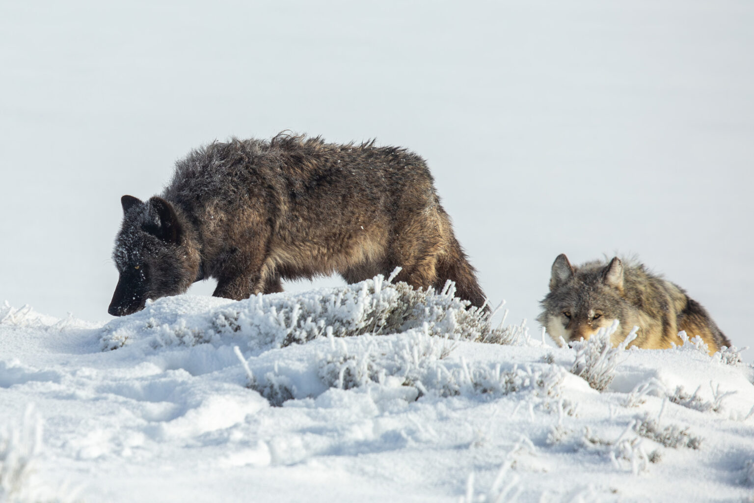 Wolves roam around Hayden Valley in Yellowstone National Park. Credit: Ashton Hooker/NPS