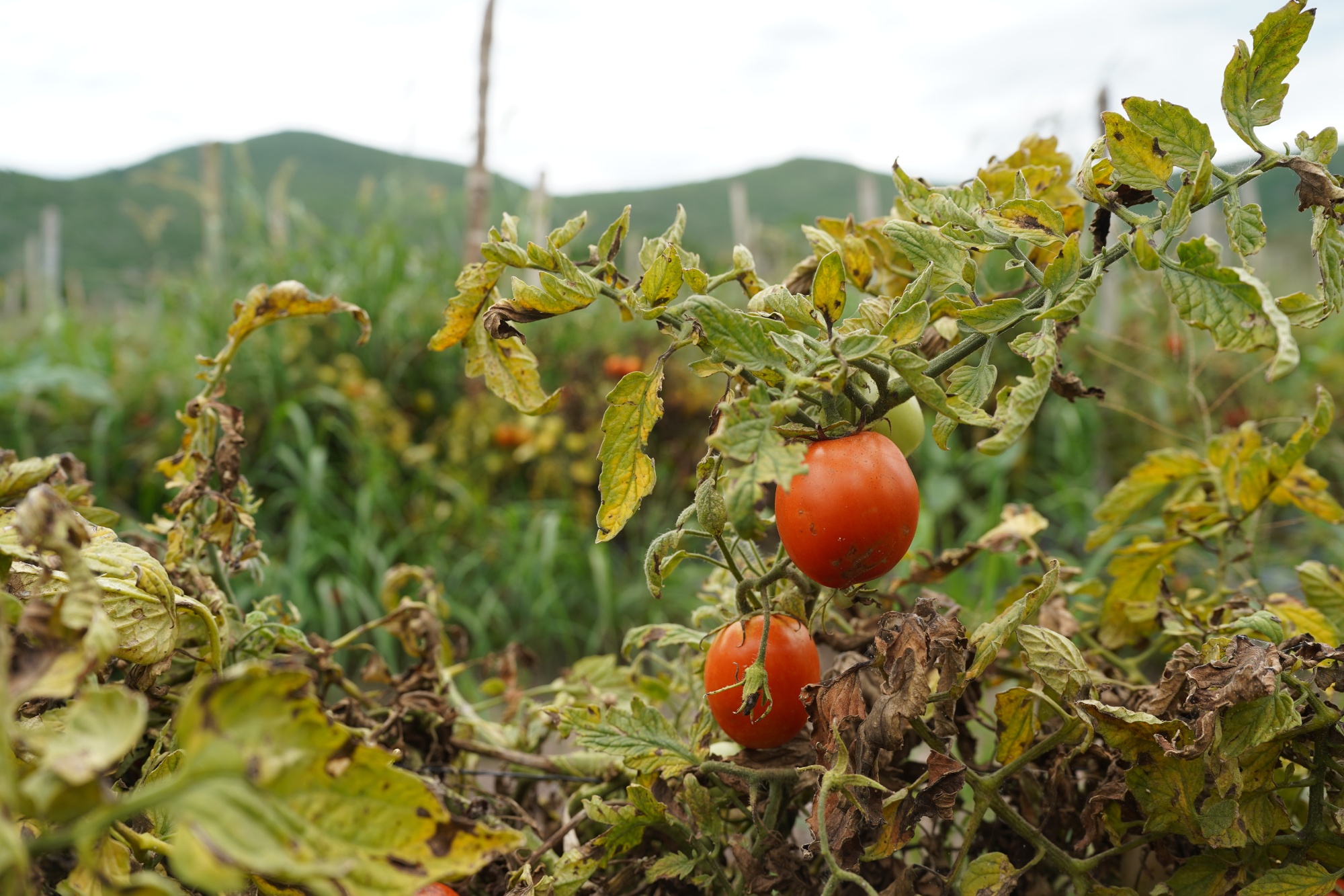 Damaged tomato plants at a farm in Rioverde, San Luis Potosi state, Mexico on June 17.
Photographer: Mauricio Palos/Bloomberg