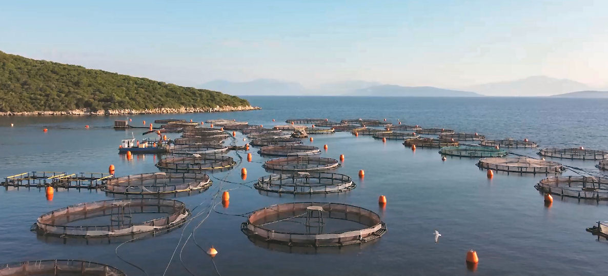 Fish farms dot the surface of the Ambracian Gulf of Greece. While many local activists object, the government is seeking to double the Gulf’s aquaculture output. Credit: Ryan Green/The Outlaw Ocean Project